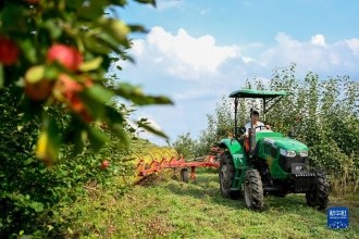 內(nèi)蒙古突泉：林果喜獲豐收