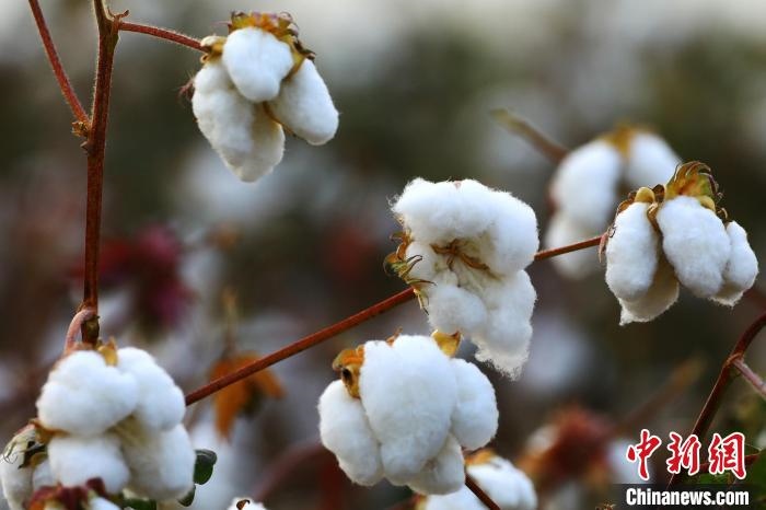 朵朵棉花吐絮盛開?！⑵G敏 攝