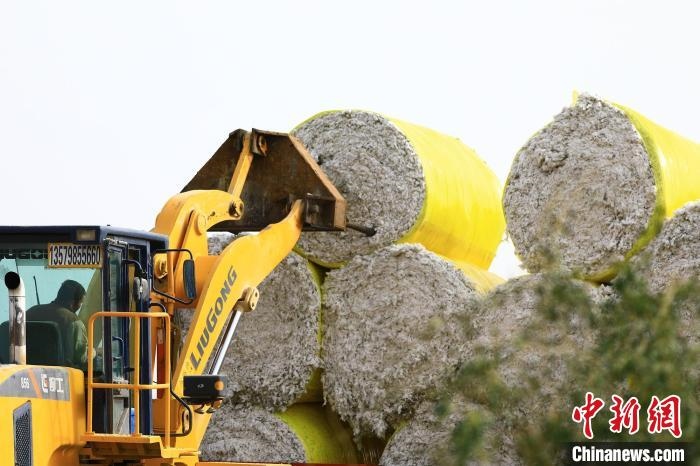 叉車將采棉機吐出的“金蛋蛋”裝車。　高雙強 攝