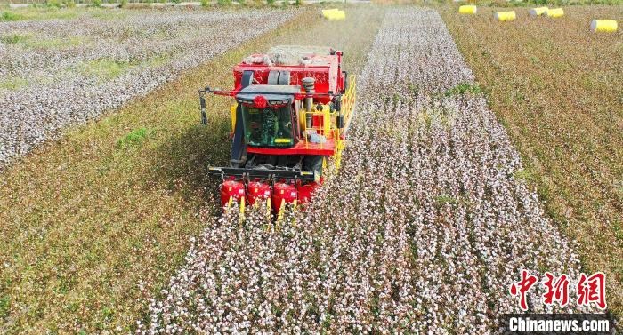 采棉機正在采收棉花，猶如在五線譜上跳動的音符，正在演奏豐收的樂章。　宋建澤 攝