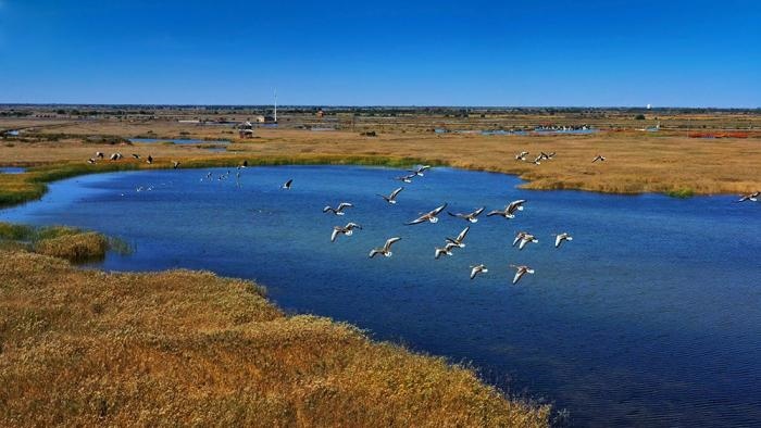 △黃河三角洲擁有天然蘆葦270平方公里，是東北亞內(nèi)陸和環(huán)西太平洋鳥類遷徙重要的“中轉(zhuǎn)站”、越冬地和繁殖地。(總臺(tái)央視記者李煒、程鋮拍攝)