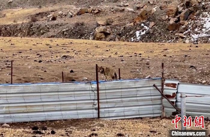 圖為闖入村民家中的野狼?！∨d海縣公安局溫泉派出所供圖