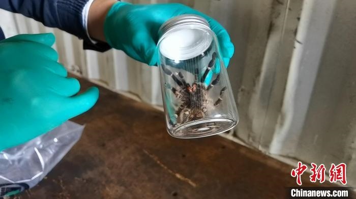 張家港海關工作人員截獲捕鳥蛛。　王健超 攝