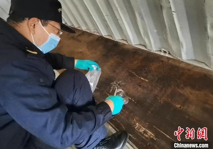 張家港海關工作人員截獲捕鳥蛛?！⊥踅〕?攝