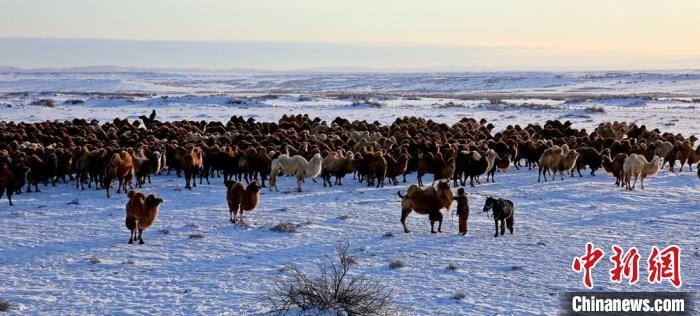 進(jìn)入冬季，駱駝在戈壁灘上散養(yǎng)?！」o琨 攝