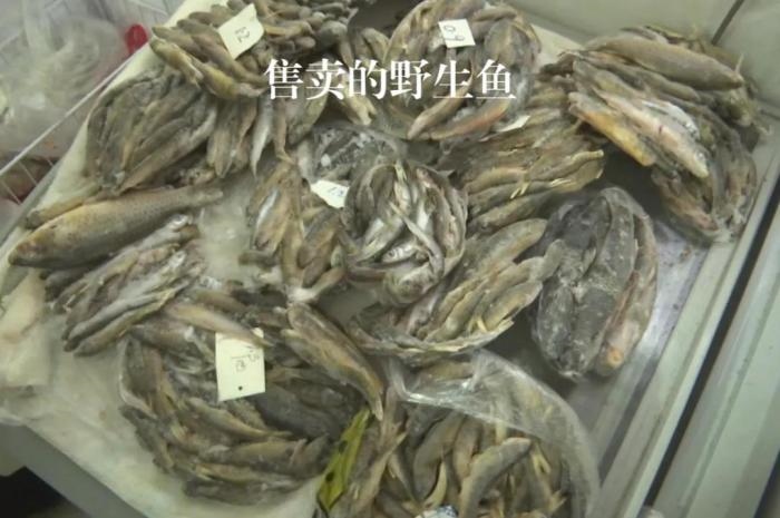 2021年12月6日，督察組現(xiàn)場(chǎng)隨機(jī)抽查發(fā)現(xiàn)，保護(hù)區(qū)附近餐館仍然存在非法經(jīng)營(yíng)野生河魚的問題