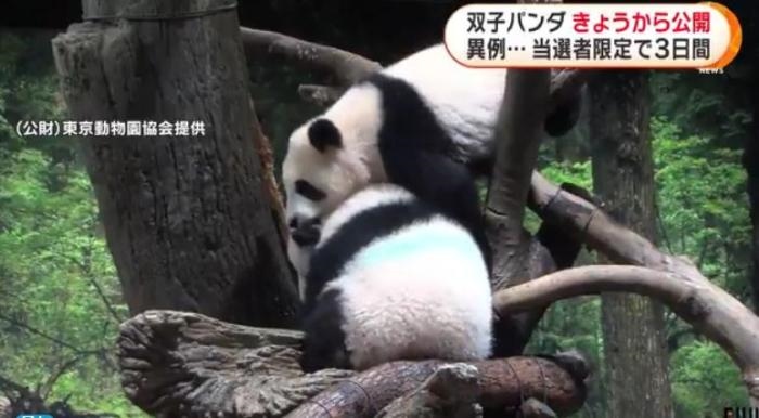 12日，日本東京上野動物園的旅日雙胞胎熊貓開始同游客見面。(圖片來源：日本富士電視臺視頻截圖)