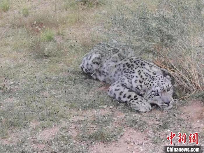 圖為在四子王旗發(fā)現(xiàn)的雪豹(資料圖)?！∷淖油跗炀焦﹫D