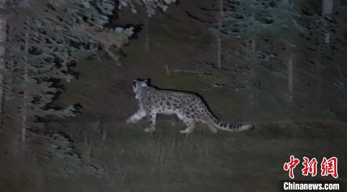 圖為被放歸自然的雪豹(資料圖)?！?nèi)蒙古林草局供圖。