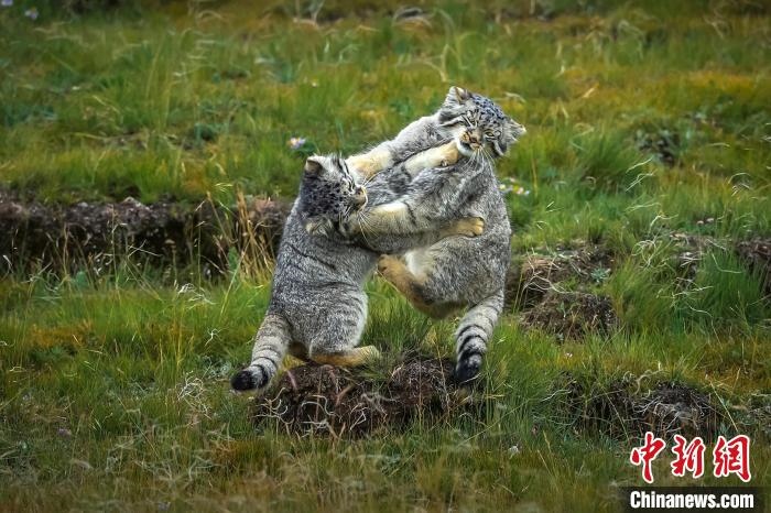 圖為作品《難分伯仲》?！〗股?攝