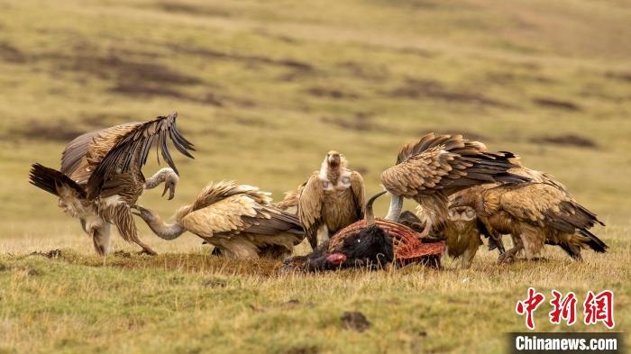 圖為作品《聚會(huì)》?！℃夭疾夭爬?攝