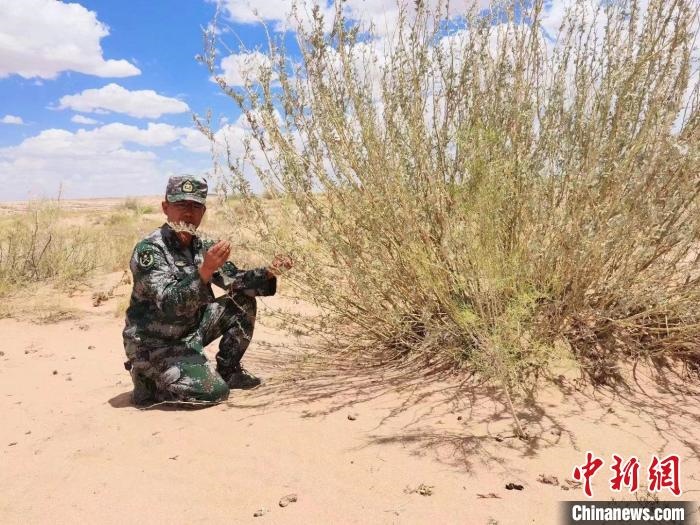 圖為謝寶民查看梭梭長(zhǎng)勢(shì)?！∈茉L者供圖