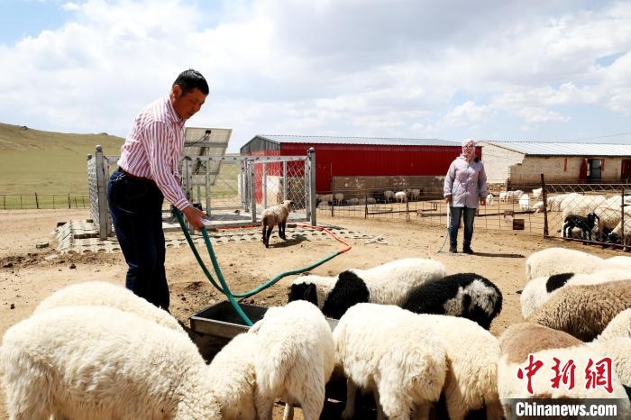 圖為圖門達(dá)來在喂羊?！埵鹧?攝