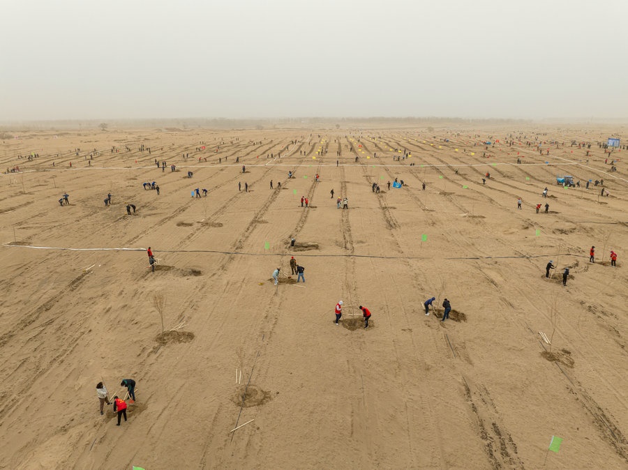 在高力板鎮(zhèn)花道卜和沙木嘎嘎查治理區(qū)，廣大干部群眾手植新綠，播種希望 （攝影：包寶音德力格爾）.JPG