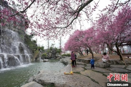 2月23日，市民在乾藝梅園景區(qū)觀賞綻放的梅花。陳興輝 攝