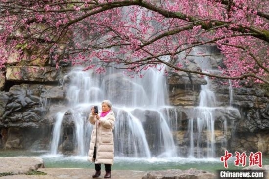 2月23日，市民在乾藝梅園景區(qū)拍攝綻放的梅花。瞿宏倫 攝