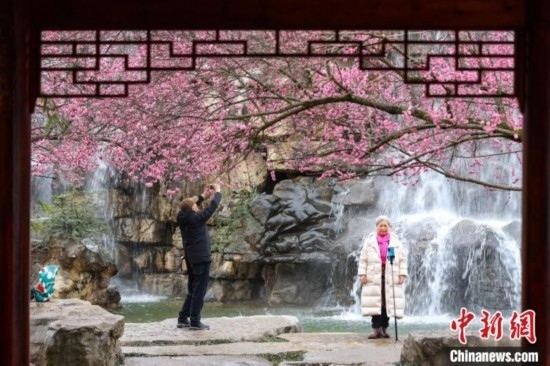 2月23日，市民在乾藝梅園景區(qū)觀賞拍攝綻放的梅花。瞿宏倫 攝