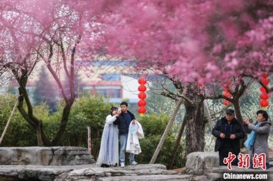 2月23日，市民在乾藝梅園景區(qū)觀賞綻放的梅花。瞿宏倫 攝