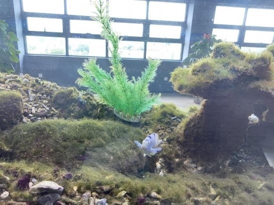 圖為寶鋼湛江鋼鐵水控中心，觀賞海魚在鋼渣漁礁里游動(dòng)