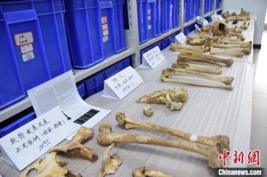 圖為已清理完畢的骨骼標(biāo)本。王宇 攝