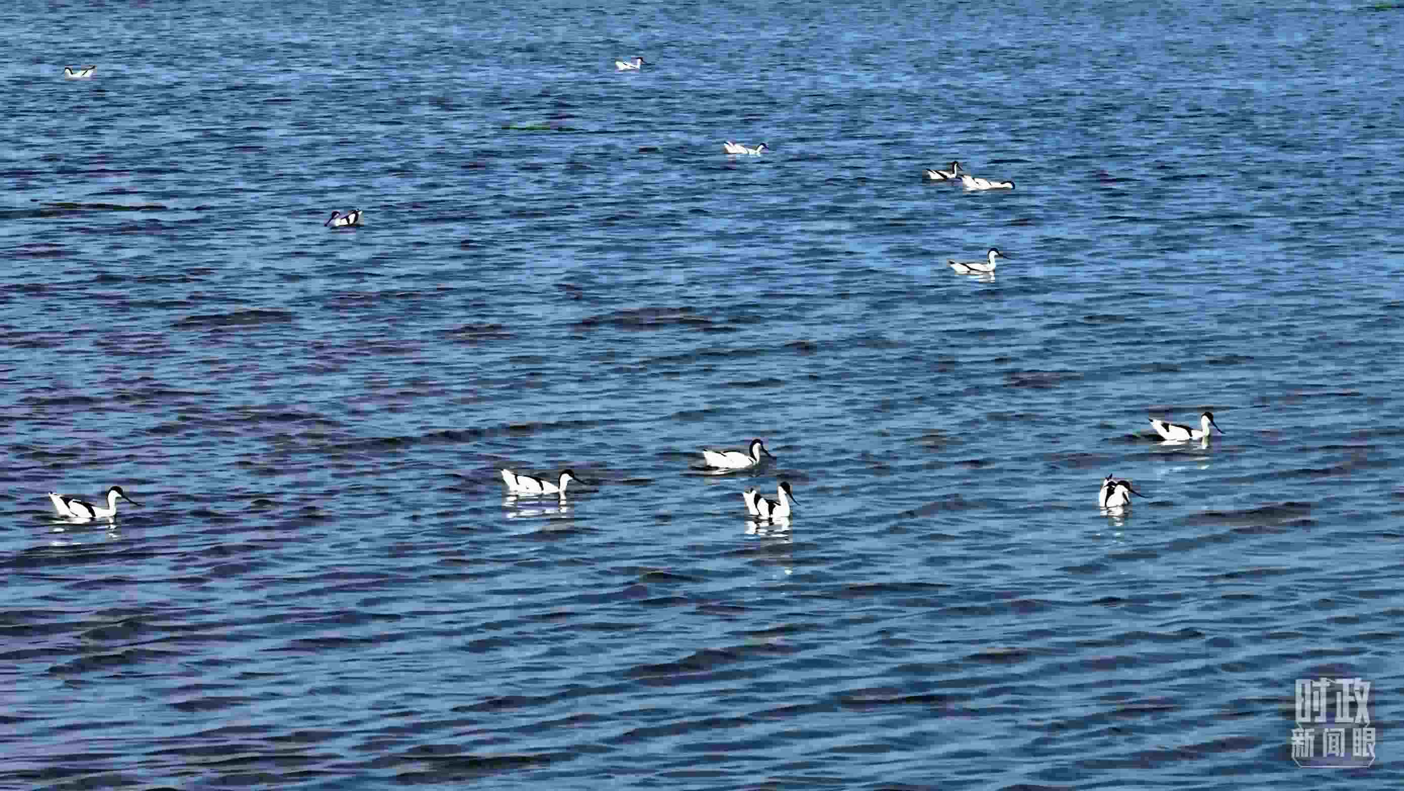 △鹽湖棲息的鳥類。（總臺記者裴大偉、康曉宇拍攝）