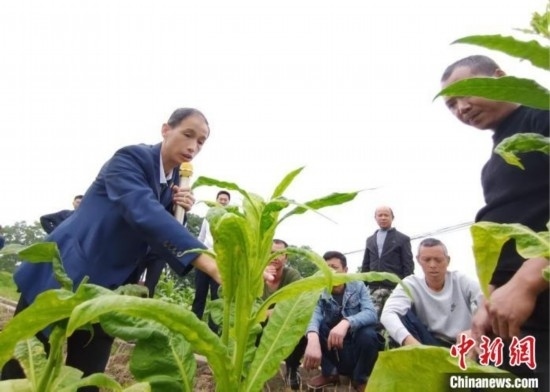 “鄉(xiāng)村學(xué)堂”田間現(xiàn)場教學(xué)。(資料圖) 唐濤華 攝