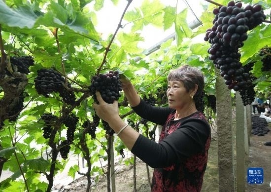 5月26日，唐山市海港經(jīng)濟開發(fā)區(qū)王灘鎮(zhèn)趙灘村農(nóng)民在大棚內(nèi)采摘葡萄。