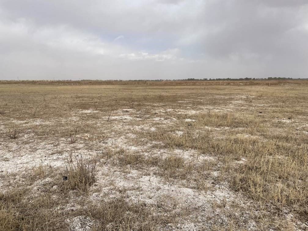 撂荒后的部分地塊已現(xiàn)鹽堿。 人民網(wǎng)記者 楊喬攝
