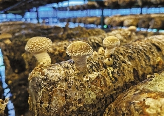 龍游數(shù)智大棚種植的花菇。 記者 祝梅 攝