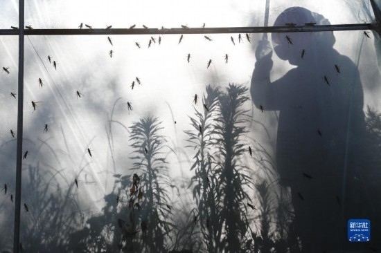 6月21日，山東省樂陵市西段鄉(xiāng)岔河村東亞飛蝗養(yǎng)殖基地的養(yǎng)殖戶在大棚內忙碌。新華社記者 范長國 攝