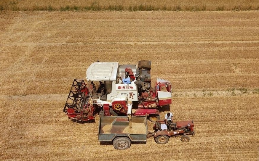 2023年6月14日，在山東省臨邑縣林子鎮(zhèn)，聯(lián)合收割機(jī)在收獲小麥。