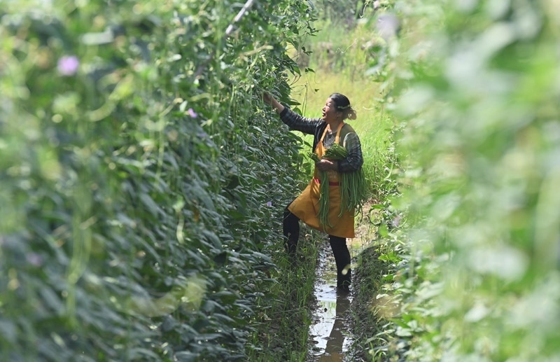 2023年6月15日，在廣西柳州市鹿寨縣中渡鎮(zhèn)石墨村，村民在高標(biāo)準(zhǔn)農(nóng)田里采收豆角。