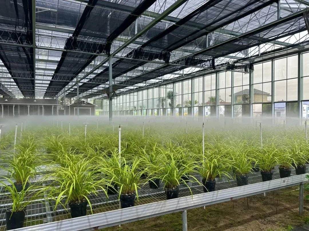 浙江省紹興市柯橋區(qū)漓渚鎮(zhèn)棠棣村的蘭花種植基地。靜玄 攝