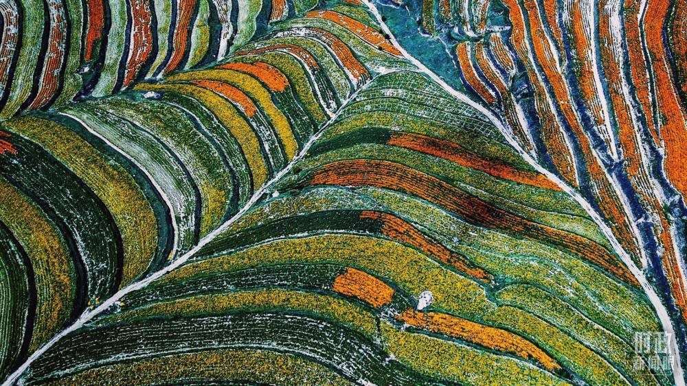 寧夏彭陽縣。萬壽菊與格?；ㄊ㈤_在錯落的山間梯田上。（總臺國廣記者李晉拍攝）