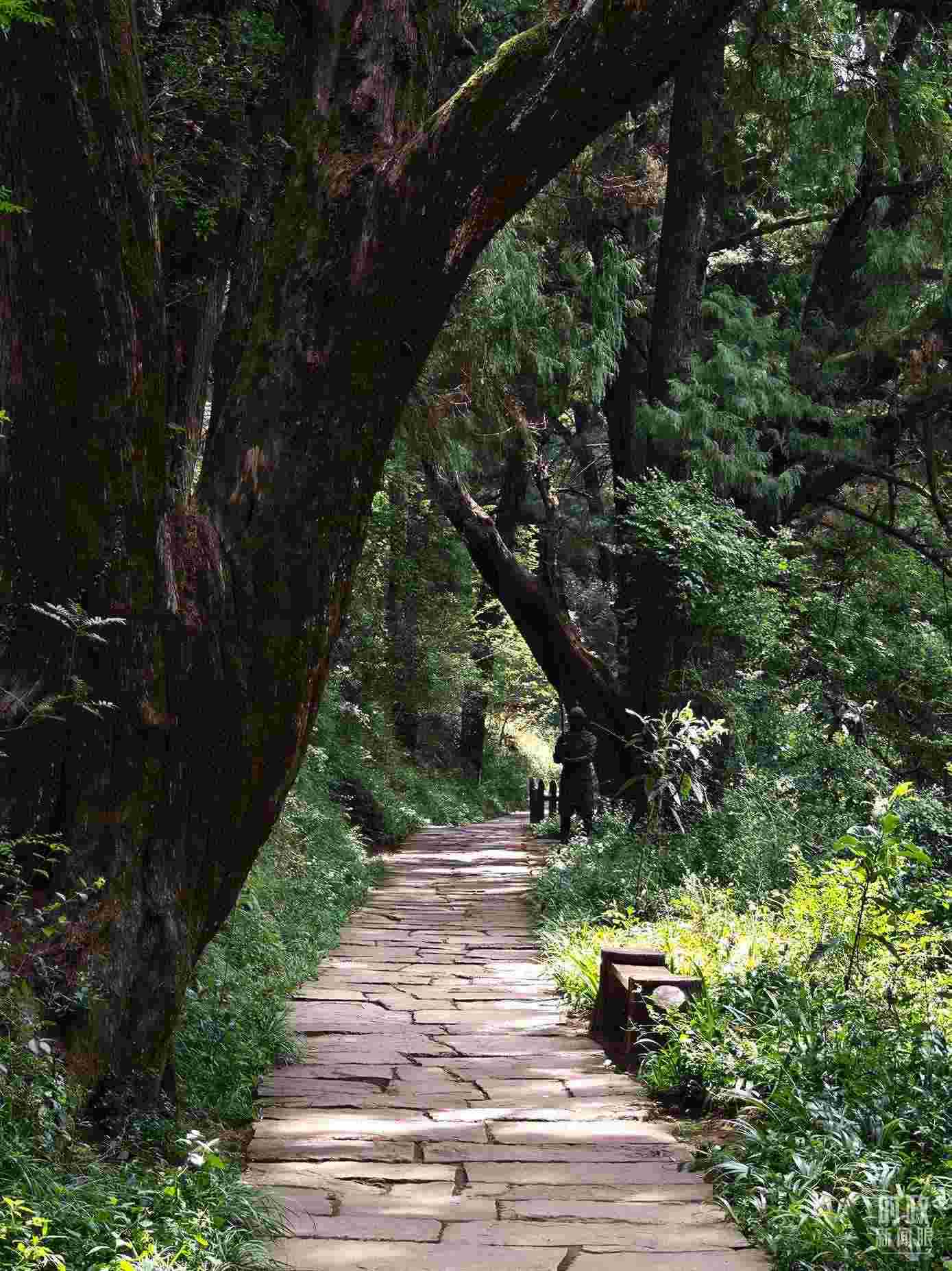 △古蜀道與古柏。（總臺(tái)央視記者彭漢明拍攝）