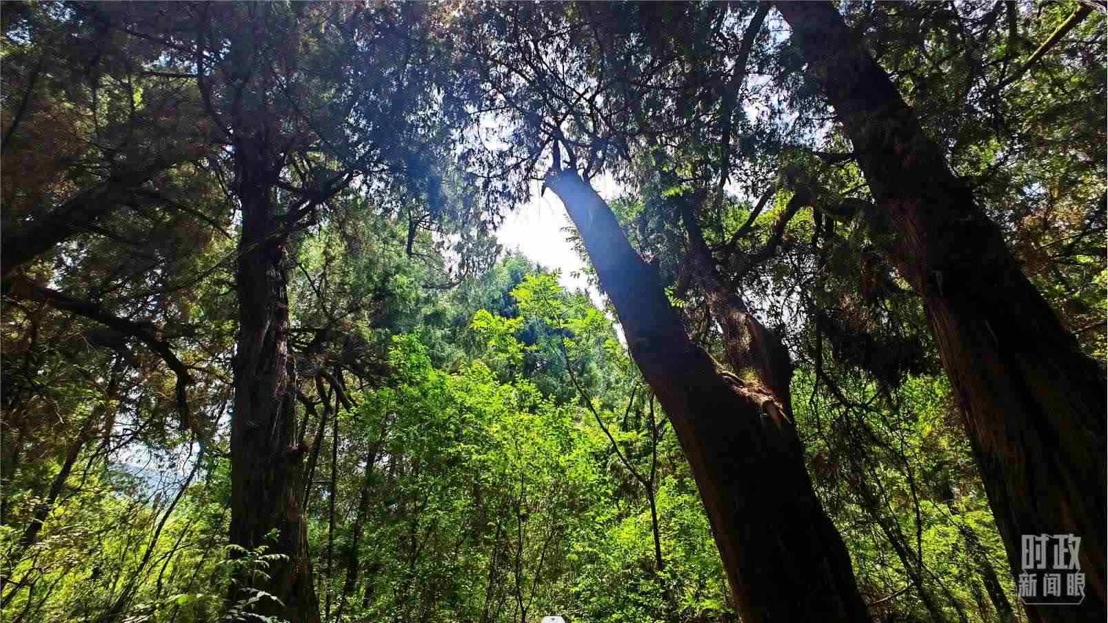 △翠云廊內(nèi)，古柏郁郁蔥蔥。（總臺(tái)央視記者程鋮拍攝）