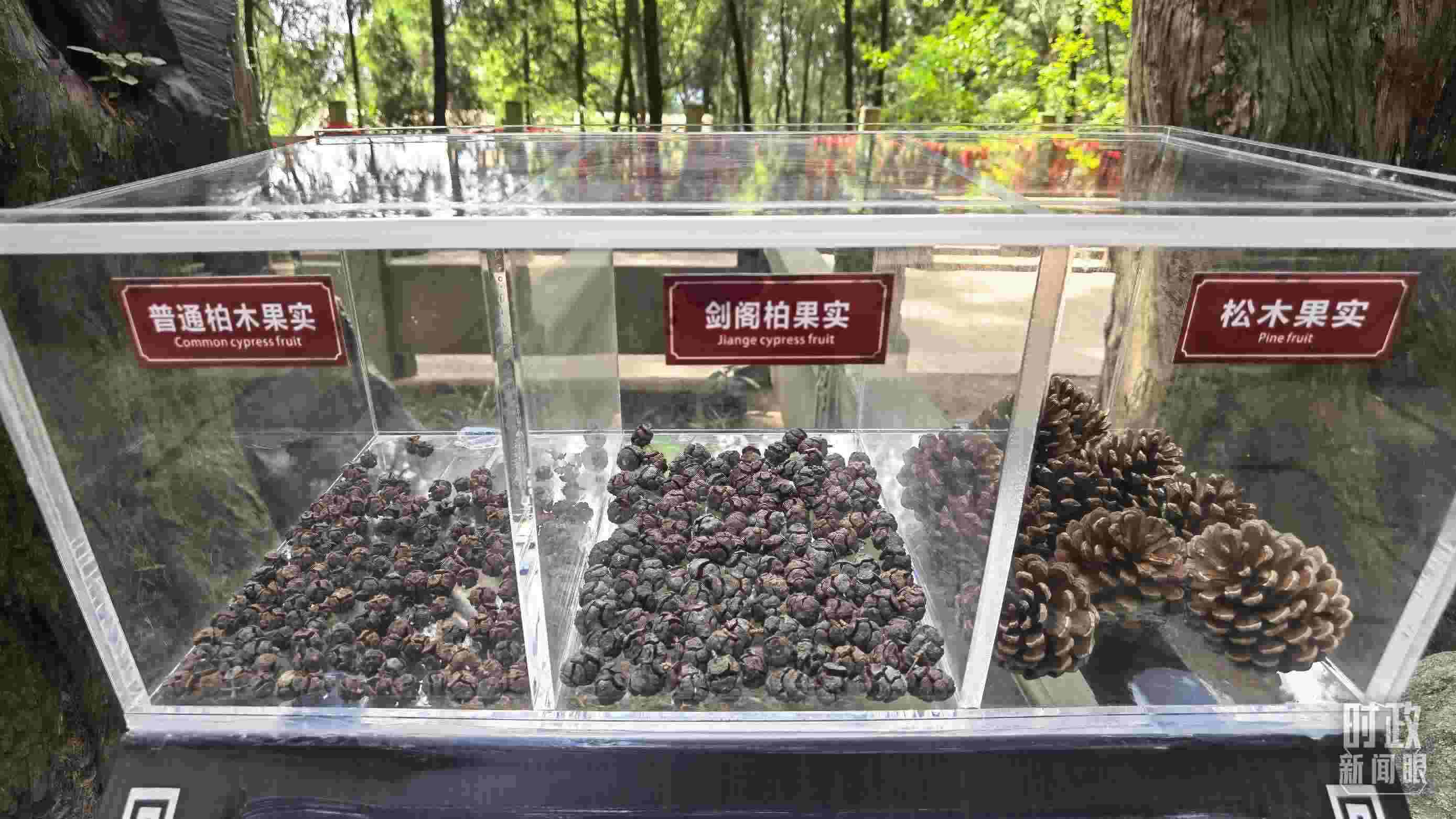 △翠云廊古蜀道，現(xiàn)場(chǎng)陳列的柏木和松木果實(shí)。（總臺(tái)央視記者石丞拍攝）