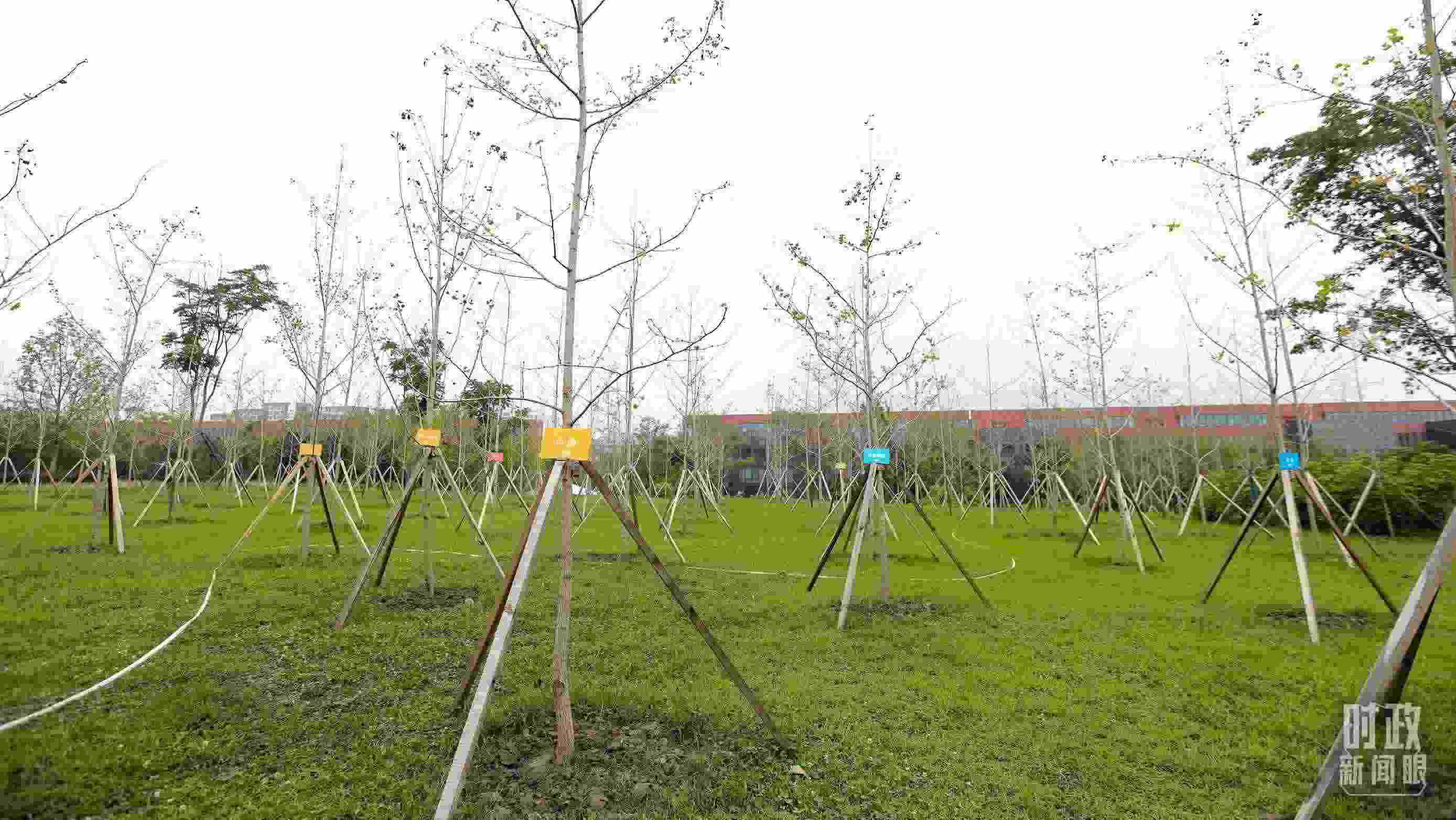 成都大運(yùn)村內(nèi)專門種植了友誼林，各國(guó)代表團(tuán)都可認(rèn)領(lǐng)。