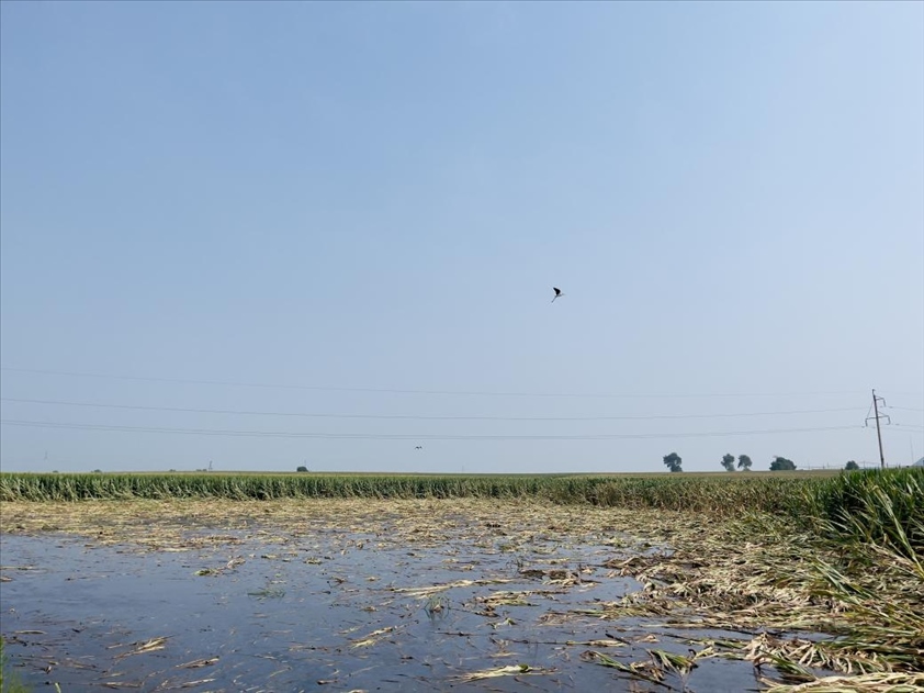 積水嚴(yán)重區(qū)域有鳥兒來(lái)覓食(中國(guó)之聲記者江曉晨 攝)