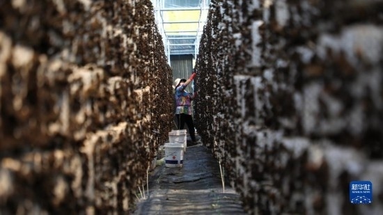 7月29日，在卓尼縣納浪鎮(zhèn)納浪村黑木耳種植基地，農(nóng)戶在采摘黑木耳。