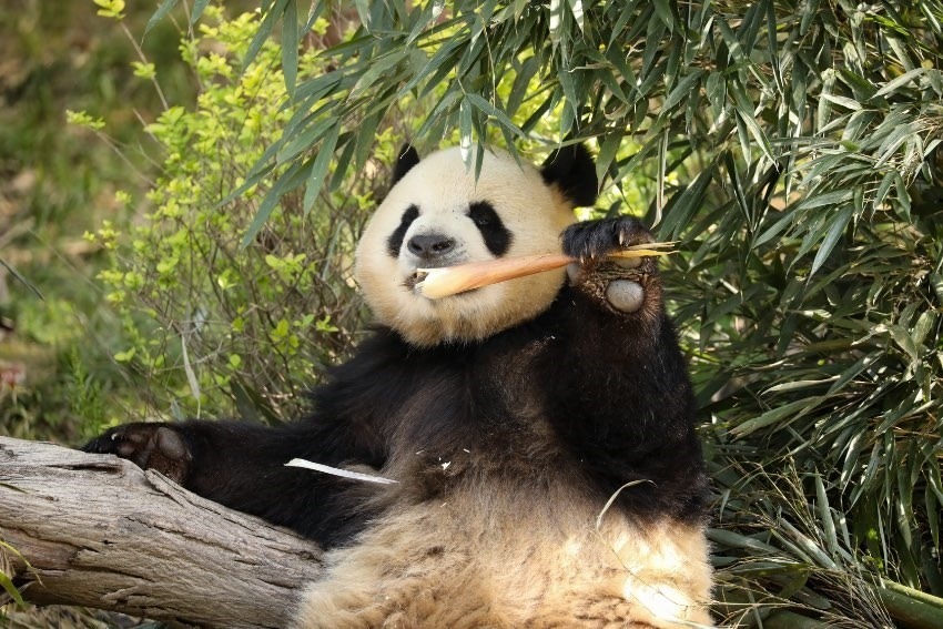 大熊貓“芝麻”。成都大熊貓繁育研究基地供圖