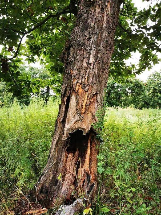 圖為2021年10月拍攝的秦嶺北麓百年板栗古樹遭破壞情況。人民網(wǎng)記者 吳超攝