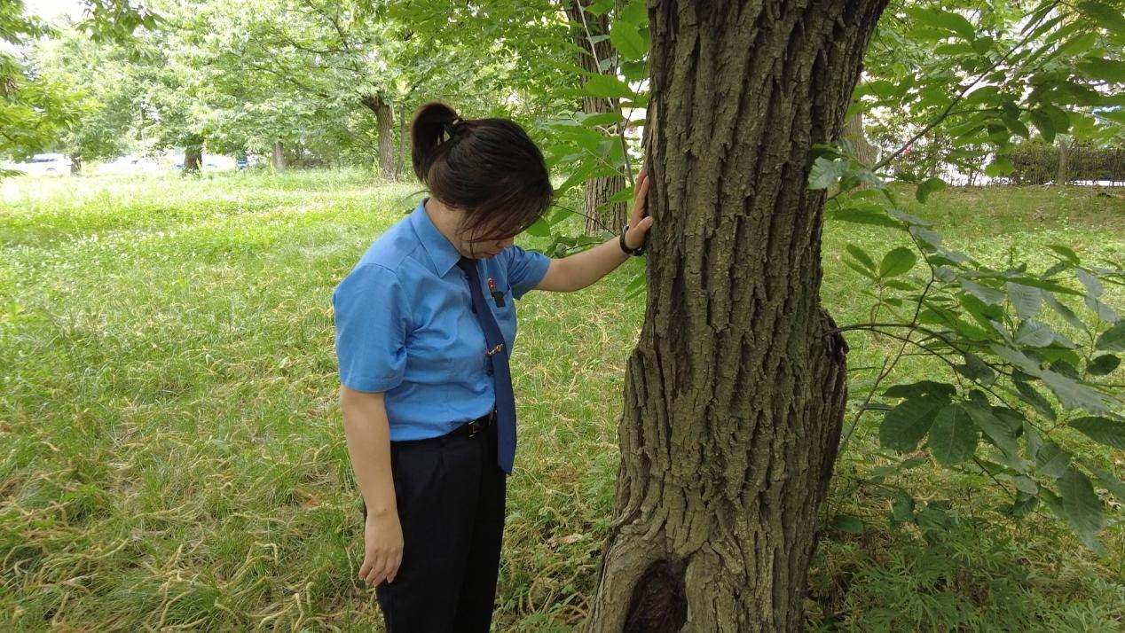 惠琳琳仔細(xì)查看古樹生長近況。人民網(wǎng) 黨童攝