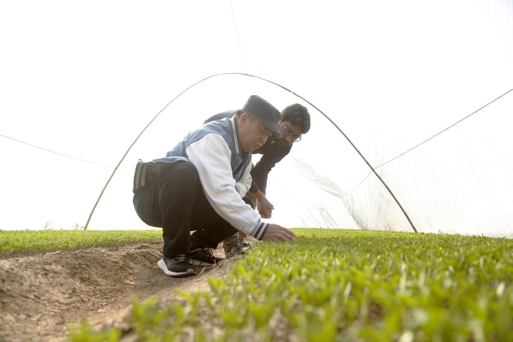 巴基斯坦旁遮普省木爾坦的中巴辣椒訂單種植項目辣椒育苗大棚內，中國農(nóng)業(yè)專家?guī)ьI巴基斯坦技術員查看辣椒秧苗生長情況。