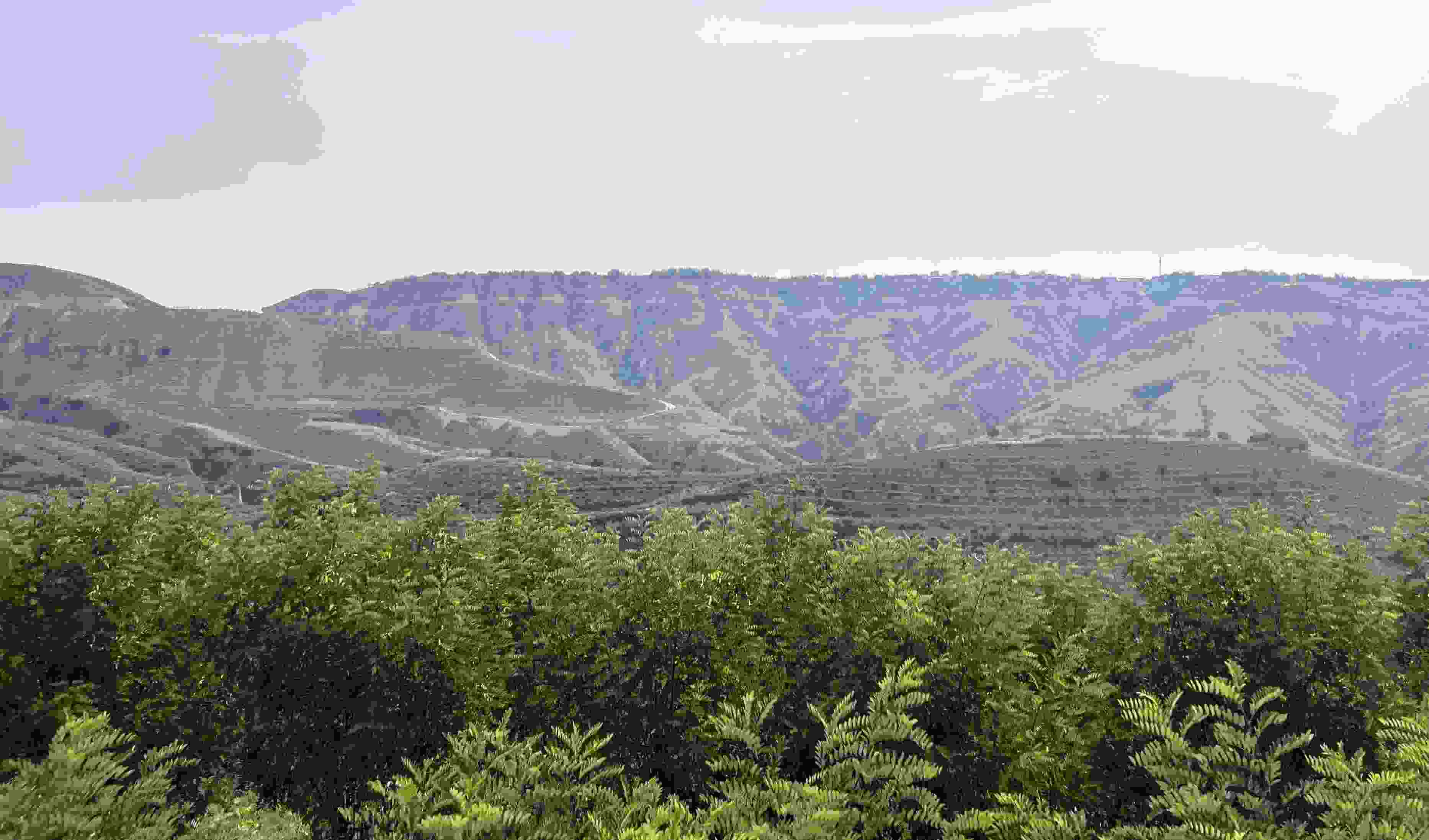 吳堡縣沿黃生態(tài)林。人民網(wǎng)記者 王連香攝