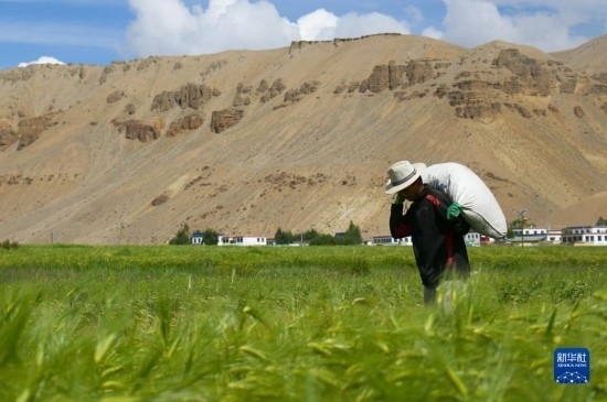 8月12日，西藏阿里地區(qū)普蘭縣赤德村村民在青稞田里勞作。