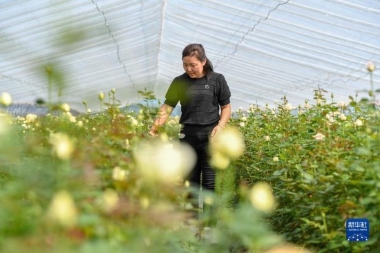 8月17日，吉林省德惠市朱城子鎮(zhèn)沿河村程雪家庭農(nóng)場(chǎng)的負(fù)責(zé)人楊雪在查看玫瑰花長(zhǎng)勢(shì)。新華社記者 張楠 攝