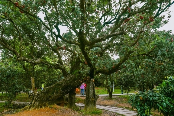 高州市根子鎮(zhèn)柏橋村古荔枝種植園。丘立賀攝