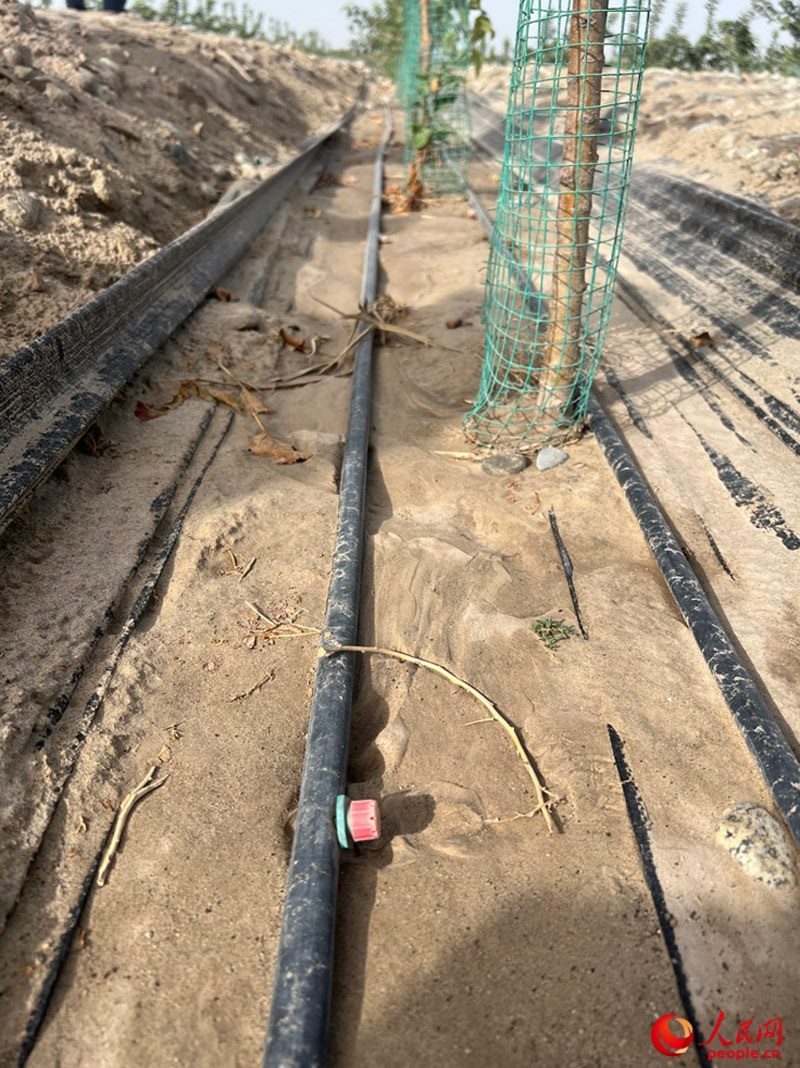 水肥一體化滴灌技術(shù)，可極大節(jié)約用水量。人民網(wǎng)記者 常雪梅攝