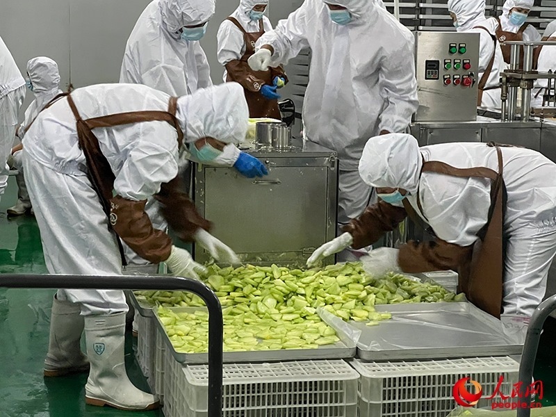 切片哈密瓜將被做成凍干食品。人民網(wǎng)記者 常雪梅攝